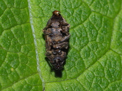 Mesagroicus piliferus