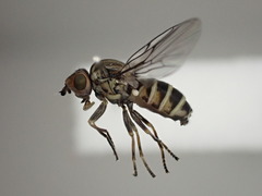 Chlorops strigulus