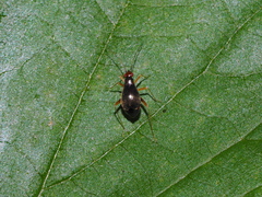 Orthonotus rufifrons