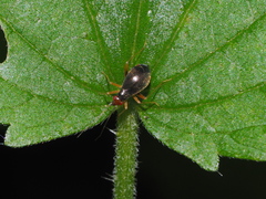 Orthonotus rufifrons