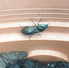 Selatosomus aeneus
