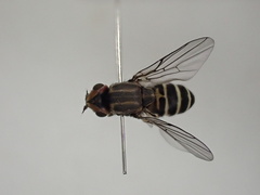 Chlorops strigulus