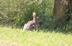 Sylvilagus floridanus