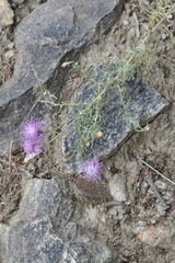 Centaurea vallesiaca