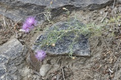 Centaurea vallesiaca