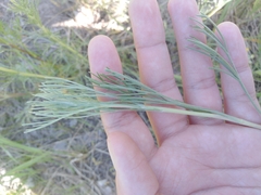Artemisia marschalliana
