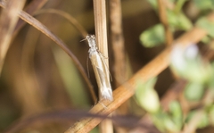 Pleurota aristella