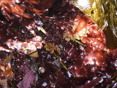 Primavelans insculpta