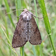 Apamea alia
