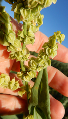 Rumex altissimus