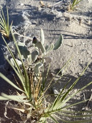 Eriogonum natum
