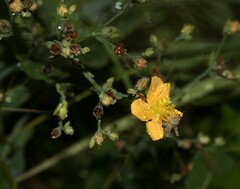 Hypericum virgatum