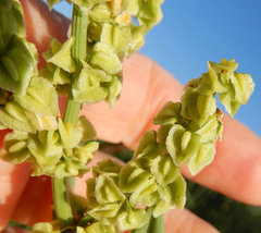 Rumex altissimus