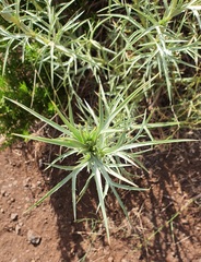 Eryngium glomeratum