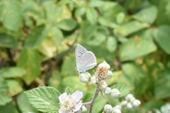 Polyommatus fulgens