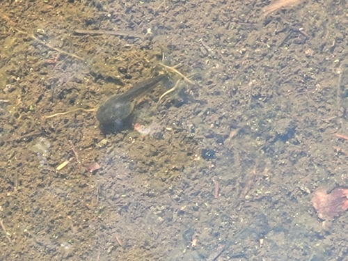 iNaturalist observation photo of Frogs and Toads