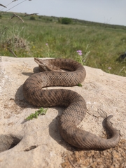 Vipera aspis zinnikeri