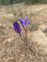 Brodiaea coronaria