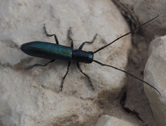 Agapanthiola leucaspis