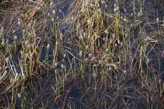 Eriophorum chamissonis