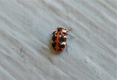 Anthrenus scrophulariae