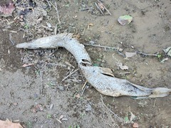 Lepisosteus platostomus