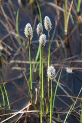 Eriophorum chamissonis