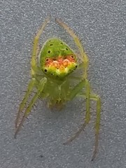 Araneus cingulatus