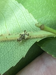 Corythucha associata