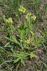 Potentilla lasiodonta