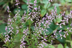 Polygalaceae