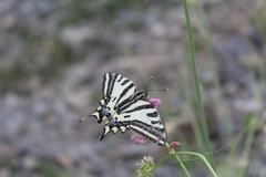 Papilio alexanor