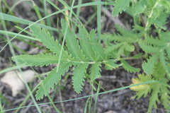 Potentilla lasiodonta