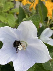 Bombus pratorum