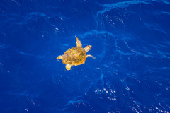 Caretta caretta