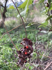 Rhynchosia precatoria