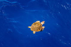 Caretta caretta