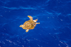 Caretta caretta