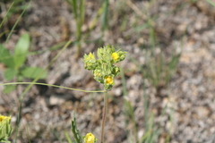 Potentilla lasiodonta