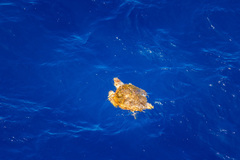 Caretta caretta