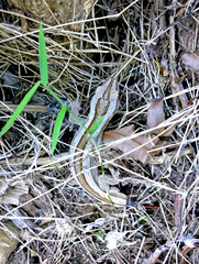 Toropuku inexpectatus