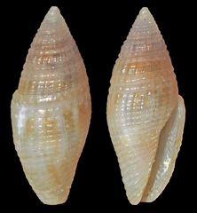 Anarithma punctata