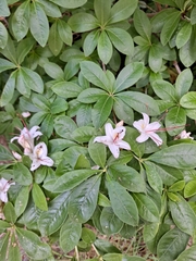 Rhododendron arborescens