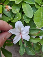 Rhododendron arborescens