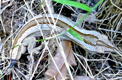 Toropuku inexpectatus