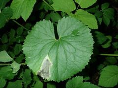 Pseudodineura fuscula