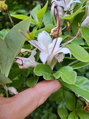Rhododendron arborescens