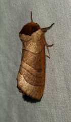 Datana drexelii