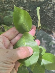 Corythucha associata