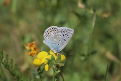 Polyommatus escheri